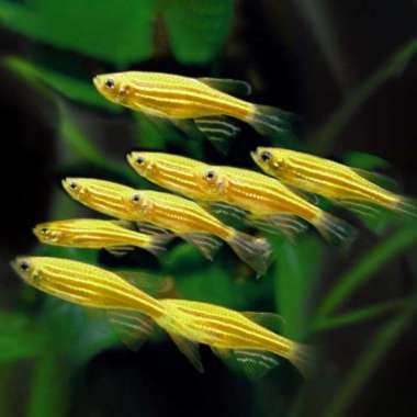 Yellow Danio Tetra Zebra / Danio Kuning / Ikan Hias Aquascape