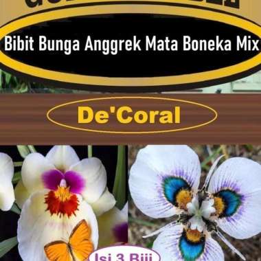 Bibit Bunga Anggrek Mata Boneka Mix|Benih Bunga Anggrek|Anggrek Boneka