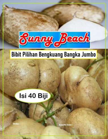 Bibit Pilihan Bengkuang Bangka Jumbo|Bibit Bangkuang Jumbo|Bengkoang