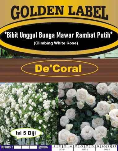 Bibit Unggul Bunga Mawar Rambat Putih | Bibit Climbing White Rose