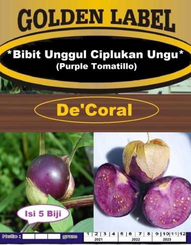 Bibit Unggul Ciplukan Ungu |Benih Ciplukan Ungu |Bibit Ciplukan Purple