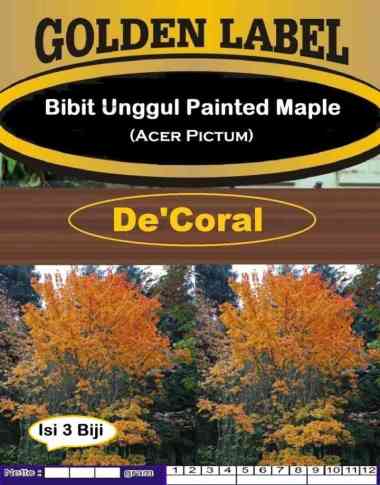Bibit Unggul Painted Maple Acer Pictum|Benih Maple Acer|Pohon Hias