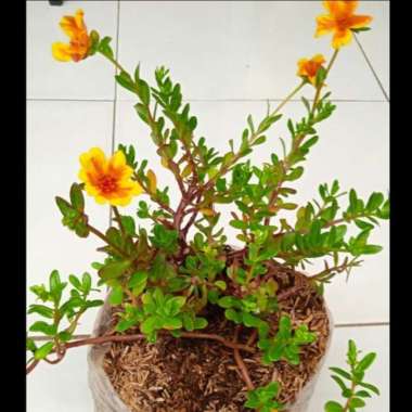 Tanaman Bunga Krokot Orange | Pohon Bunga Krokot Oren |Bunga Mossrose