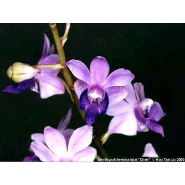 Anggrek Doritis Blue Dewasa Siap Berbunga Pulcherrima Biru Anggrek Bulan Mini Koleksi Species Cantik