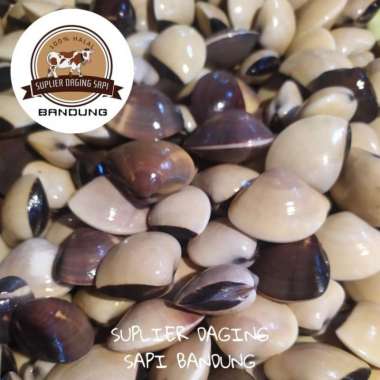 KERANG TAHU SEGAR 500gr