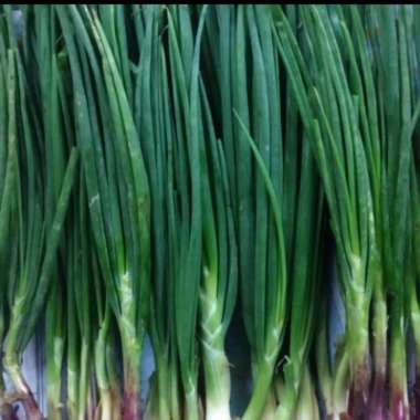 daun bawang cung 1 kg