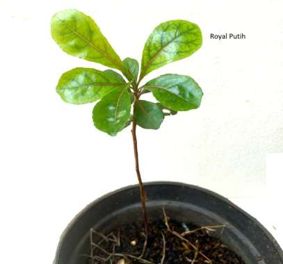 TANAMAN KETAPANG KENCANA BIBIT