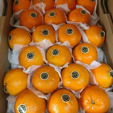 Buah Jeruk Wokam 1 dus