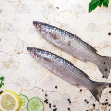 Ikan Belanak | Fresh Frozen & Segar Dibersihkan