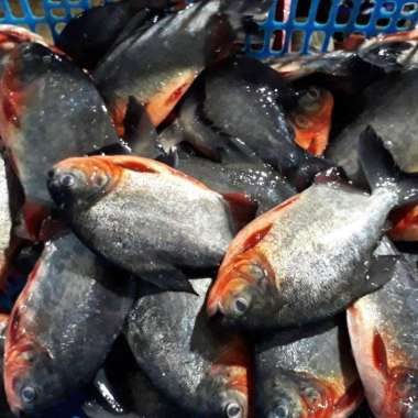 ikan bawal air tawar hidup segar fresh 1 kg