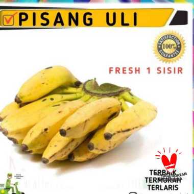 pisang | pisang uli super | matang alami | fresh 1 sisir | buah segar BESAR