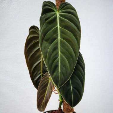 tanaman hias philodendron melanochrysum narrow/melano daun besar Multicolor