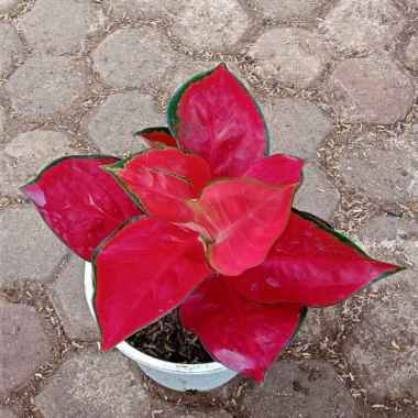 aglonema suksom special jumbo Multicolor