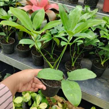 philodendron goeldii ekonomis thaumatophyllum spruceanum real pict Multicolor