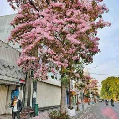 pohon tabebuya 3 meter rosea pink dan kuning Multicolor