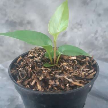 anthurium obor ( dari indukan obor merah ) Multicolor