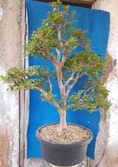bonsai anggur brazil / kupa landak, bahan bonsai anggur brazil Multicolor