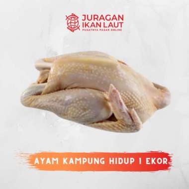 Ayam Kampung Utuh Mentah Hidup Potong - 1 Ekor BETINA