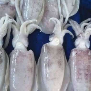 Cumi Semampar Segar Berkualitas - 1 Kilogram