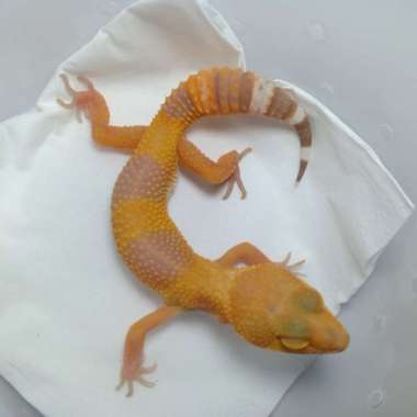 mainan anak leopard gecko remaja harga pelajar Multicolor