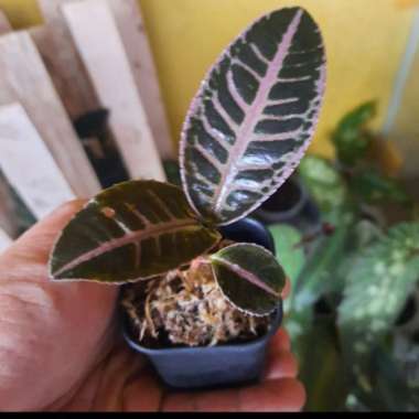 Labisia Ardisia sp /pink riau /terrarium /paludarium Multicolor