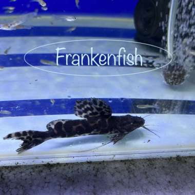 Hiasan peruno catfish size 12-14cm,ikan predator air tawar Multicolor