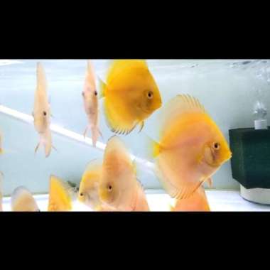 ikan discus yellow golden 3,5 in Multicolor