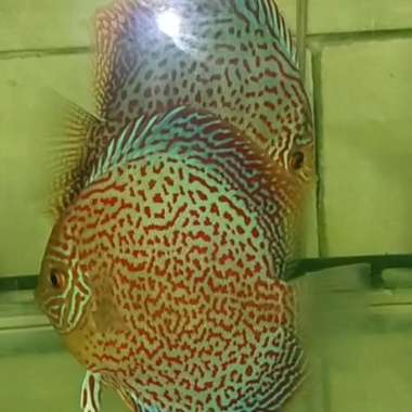 ikan discus leopard ring Multicolor