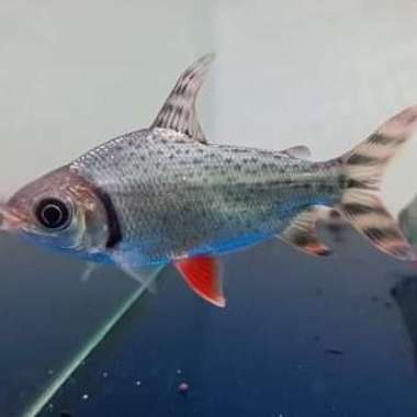 ikan red feifeng flagtail Multicolor