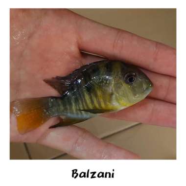 HIASAN AQUARIUM IKAN BALZANI CICHLID TANKMATE AQUASCAPE HIGH QUALITY Multicolor