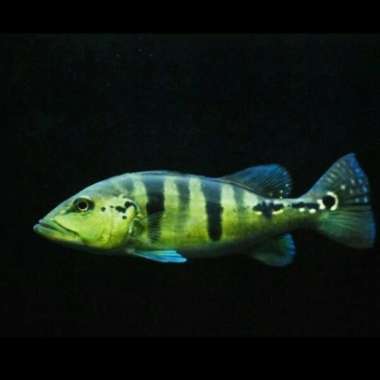 ikan pbass blue azul peacock bass azul tankmate Multicolor