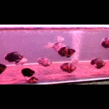 ikan Oscar Tiger sb coin perpeck 8 cm Multicolor