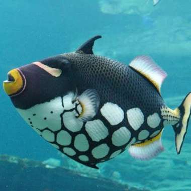 ikan hias air laut - triger kembang Multicolor
