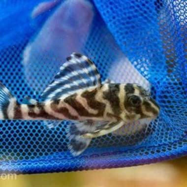 ikan sapu sapu pleco L173 size 5 cm-ikan pembersih lumut Multicolor
