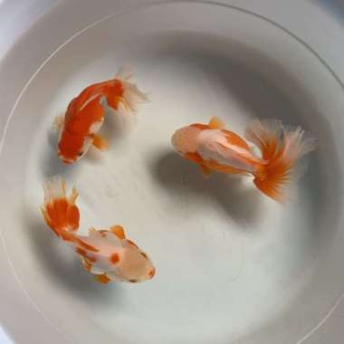 Ikan Hias Mas Koki Oranda Polkadot Red White Shortbody Roundbody Multicolor