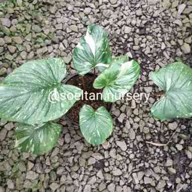 homalomena stardust Multicolor