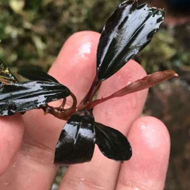 bucephalandra upper ghost Multicolor