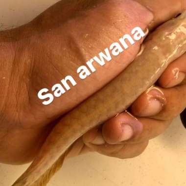 ikan arwana goldenb highback I THIAU LUNG golden hb itl Multicolor