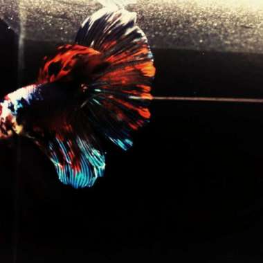 cupang halfmoon giant baby Multicolor