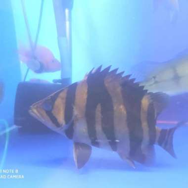 datz fox bar simetris size 23 cm rare item Multicolor