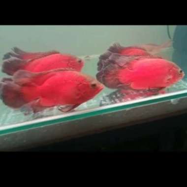 Oscar Red Paris Black Slayer import Thailand ( 15-17 ) cm Multicolor