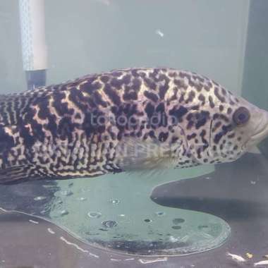 chiclid jaguar Multicolor