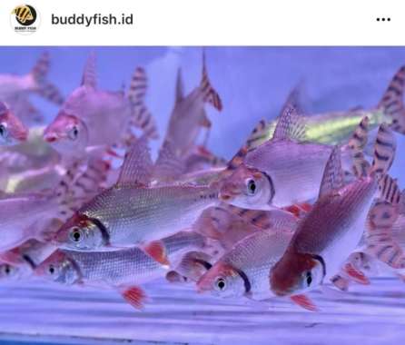 American Red Flagtail FEIFENG Multicolor