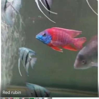 red rubin cichlid aulonocara size 10cm Multicolor