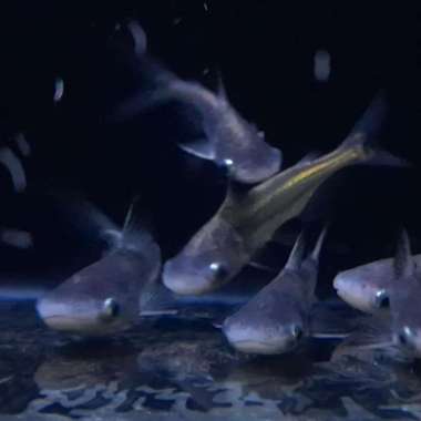 HIASAN AQUARIUM PAROON SHARK GENGHISKHAN HIU AIR TAWAR Multicolor
