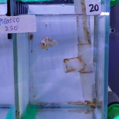 Ikan Hias Air Laut Nemo/Clownfish Hybrid Picasso Multicolor