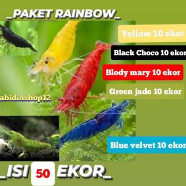 BEST udang hias aquascape paket rainbow red blue yellow black blue isi Multicolor