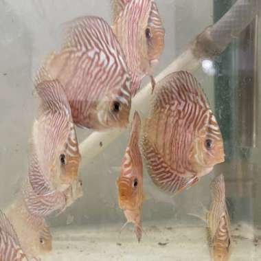 Ikan Discus Tiger 2 inch Multicolor
