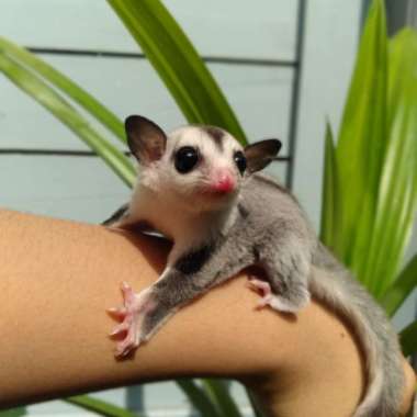 sugar glider white face Varian Based Information