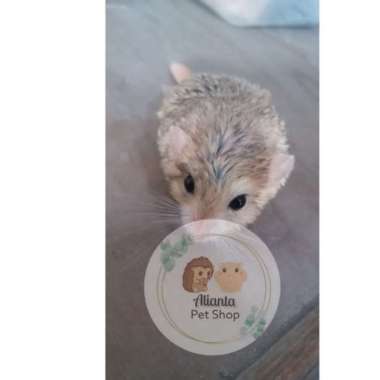 Gerbil Fat Tail - Anakan Varian Based Information